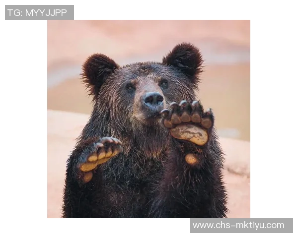 棕熊与狼的生存对决谁才是森林中的真正霸主